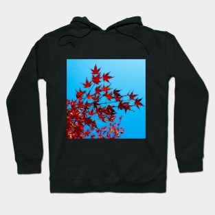 Photography - Fall in blue sky Hoodie